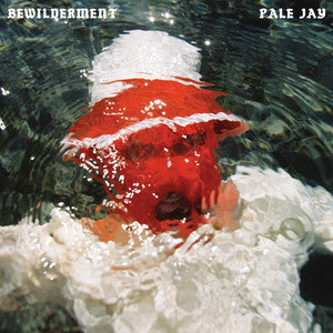 PALE JAY - Bewilderment